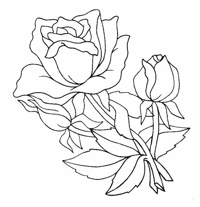 Dibujos de rosas 