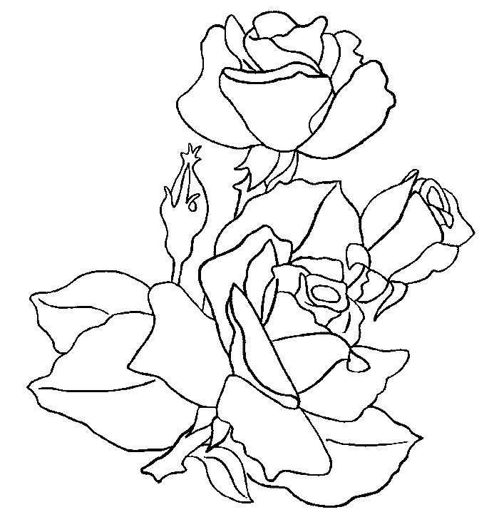  Dibujos de rosas