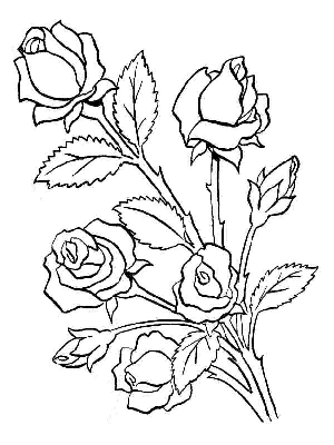 Dibujos de rosas para colorear