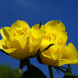 Fotos de rosas amarillas
