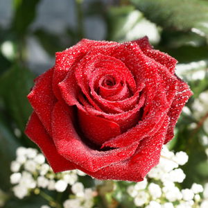 Fotos de rosas rojas