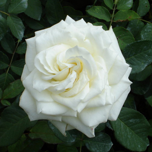 Fotos de rosas blancas
