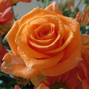 Fotos de rosas naranjas