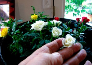 Cuidado de las rosas en miniatura