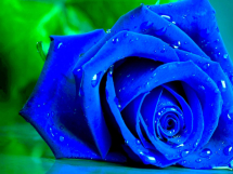 Rosas azules (10)