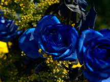 Rosas azules (11)