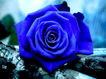 Rosas azules (4)