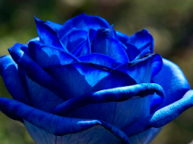 Rosas azules (6)