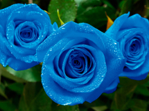 Rosas azules (7)