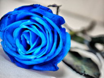 Rosas azules (8)