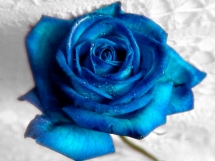 Rosas azules (1)