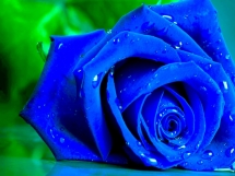 Rosas azules (10)