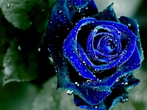 Rosas azules (2)
