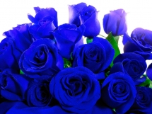 Rosas azules (3)