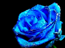 Rosas azules (5)