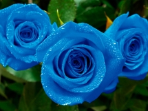 Rosas azules (7)