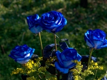 Rosas azules (9)