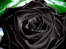Rosas negras (1)