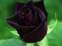 Rosas negras (1)
