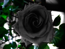 Rosas negras (2)