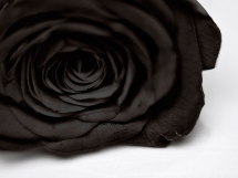 Rosas negras (5)
